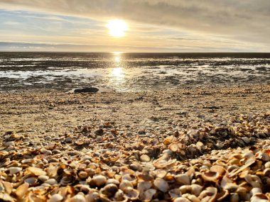 Sea shells on sand. sea waves on the golden sand at beach. Sunset on tropical island, ocean beach