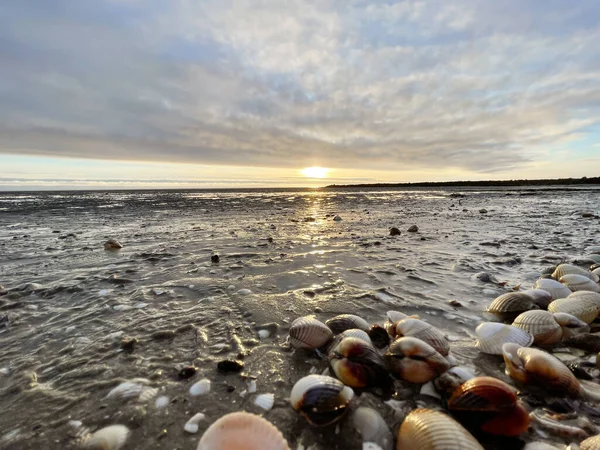Morskie Muszle Piasku Fale Morskie Złotym Piasku Plaży Zachód Słońca — Zdjęcie stockowe