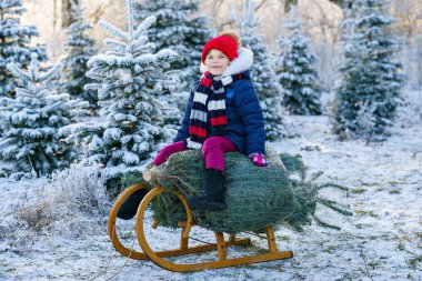 Noel ağacında kızakta oturan mutlu küçük kız. Köknar ağacı kesen şirin anaokulu çocuğu. Ormanda kendi Noel ağacını seçmek, kesmek ve kesmek, Almanya 'da aile geleneği..