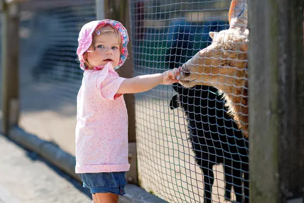 Çocuk Çiftliğinde Küçük Keçi Koyunları Besleyen Sevimli Bir Kız Hayvanat — Stok fotoğraf