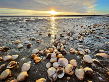 Sea shells on sand. sea waves on the golden sand at beach. Sunset on tropical island, ocean beach