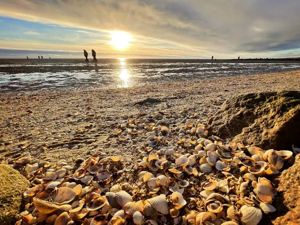 Sea Shells Sand Sea Waves Golden Sand Beach Sunset Tropical — Zdjęcie stockowe