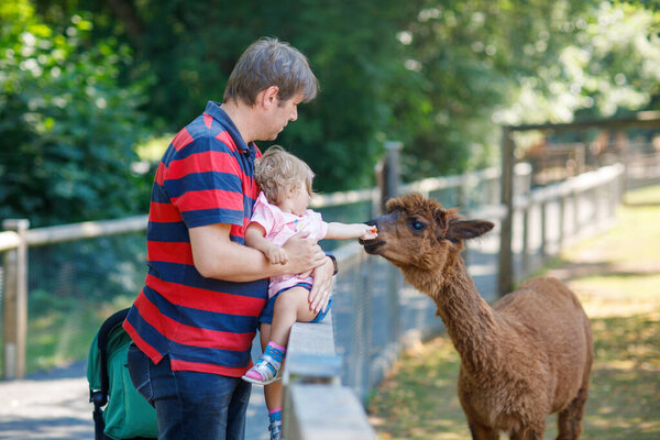 Adorable cute toddler girl and young father feeding lama and alpaca on a kids farm. Beautiful baby child petting animals in petting zoo. man and daughter together on family weekend vacations