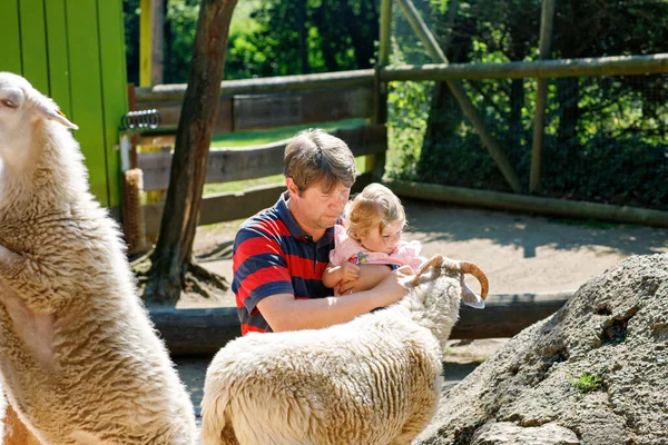 Roztomilé Roztomilé Batole Dívka Mladý Otec Krmení Malé Kozy Ovce — Stock fotografie