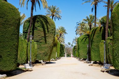 Genoves Park, Cadiz Botanik Bahçesi. Endülüs, İspanya