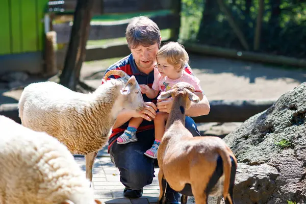 Adorable Niña Linda Padre Joven Alimentando Cabras Ovejas Una Granja —  Fotos de Stock