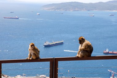 Bir vahşi makak veya Gibraltar maymun, bir İngiliz denizaşırı toprağı en ünlü konumlar. Maymunlar Den üst Rock doğal rezerv Gibraltar kaya.
