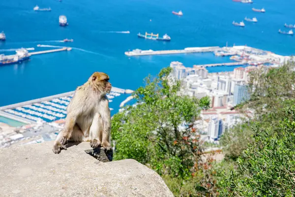 Wild Macaque Gibraltar Monkey One Most Famous Attractions British Overseas — Stock Photo, Image
