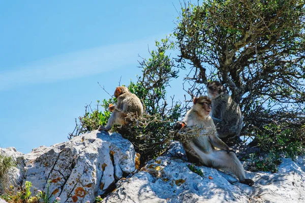 Divokých Makaků Nebo Gibraltar Opice Jeden Nejslavnějších Atrakcí Britské Zámořské — Stock fotografie