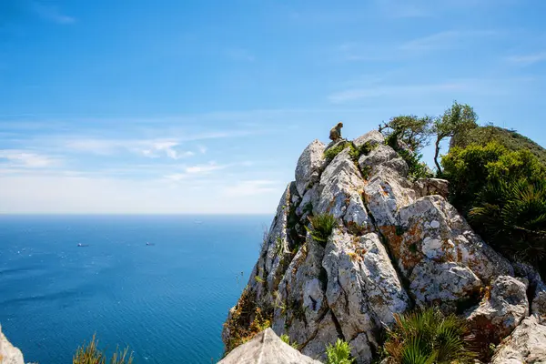 Een Wild Makaak Gibraltar Aap Een Van Beroemdste Attracties Van — Stockfoto