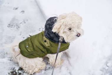 Kışın kar altında kalan komik bir Malta köpeğinin portresi. Şirin bir evcil hayvan..