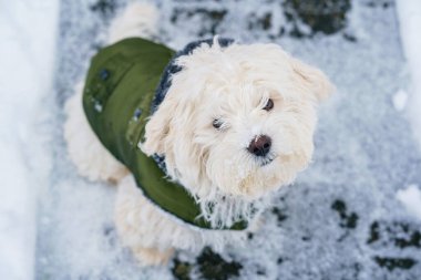 Kışın kar altında kalan komik bir Malta köpeğinin portresi. Şirin bir evcil hayvan..