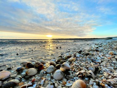 Sea shells on sand. sea waves on the golden sand at beach. Sunset on tropical island, ocean beach