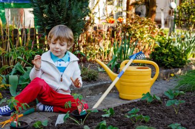 Küçük çocuk sebze bahçesinde tohum, çilek ve domates fideleri ekiyor. Bahar etkinlikleri yapan mutlu anaokulu çocuğu. Çocuk öğreniyor ve bahçede yardım ediyor.
