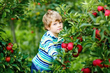 Açık havada, organik çiftlikte kırmızı elma toplayıp yiyen mutlu sarışın çocuk. Küçük komik anaokulu çocuğu yardım ve hasatla eğleniyor.