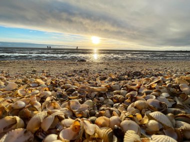 Deniz kabukları ıslak kum üzerinde. Yaz Kuzey Denizi'nde Zandvoort, Hollanda.