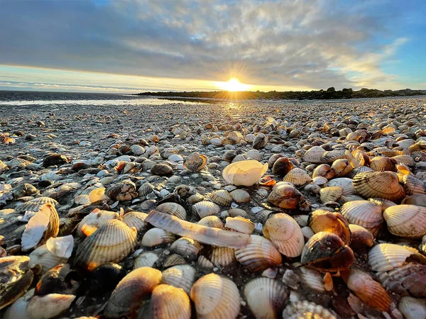 Deniz kabukları ıslak kum üzerinde. Yaz Kuzey Denizi'nde Zandvoort, Hollanda.