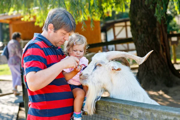 Adorable Cute Toddler Girl Young Father Feeding Little Goats Sheeps — Stock Photo, Image