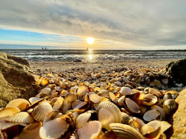 Deniz kabukları ıslak kum üzerinde. Yaz Kuzey Denizi'nde Zandvoort, Hollanda.