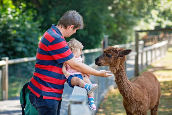 Adorable Niña Linda Padre Joven Alimentando Lama Alpaca Una Granja —  Fotos de Stock
