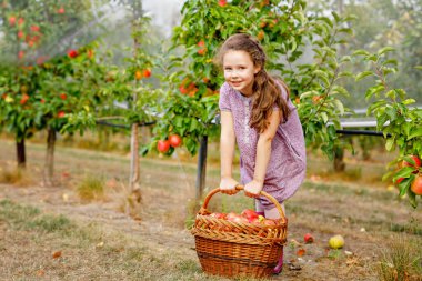 Renkli giysiler içinde küçük okul kızı portresi ve organik meyve bahçesinde kırmızı elmalı lastik çizmeler. Sevimli sağlıklı bebek ağaçlardan taze meyve topluyor ve eğleniyor.