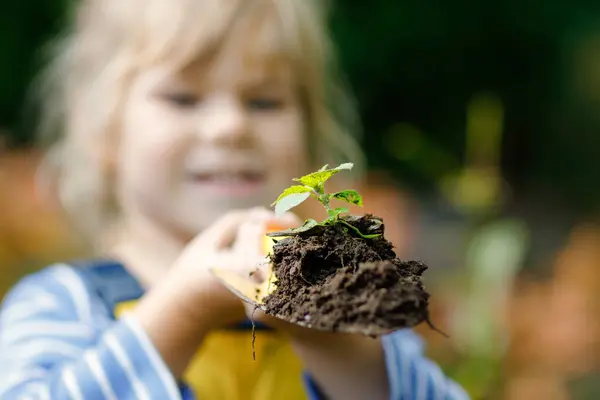 Чарівна Маленька Дівчинка Малюк Тримає Садову Лопату Зеленими Рослинами Розсаджуються — стокове фото