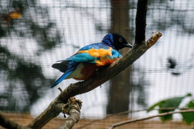 Superb Starling - Lamprotornis superbus, eskiden Spreo superbus, Doğu Afrika 'da Etiyopya, Somali, Uganda, Kenya, Sudan ve Tanzanya olmak üzere sığırcık familyasının renkli kuşudur.