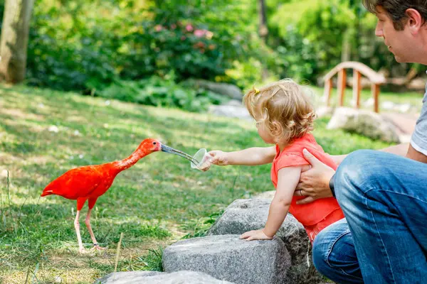 Roztomilé Roztomilé Batole Dívka Táta Krmení Červené Ibis Pták Zoologické — Stock fotografie