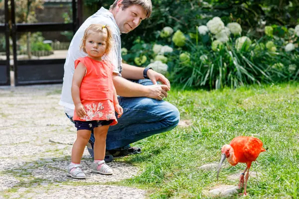 Χαριτωμένο Αξιολάτρευτο Κοριτσάκι Και Μπαμπάς Σίτιση Κόκκινο Ibis Πουλί Ένα — Φωτογραφία Αρχείου