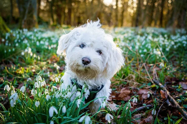 Fluffy Dog Runs Flowers Little Maltese Puppy Forest Snowdrops — Stock Photo, Image