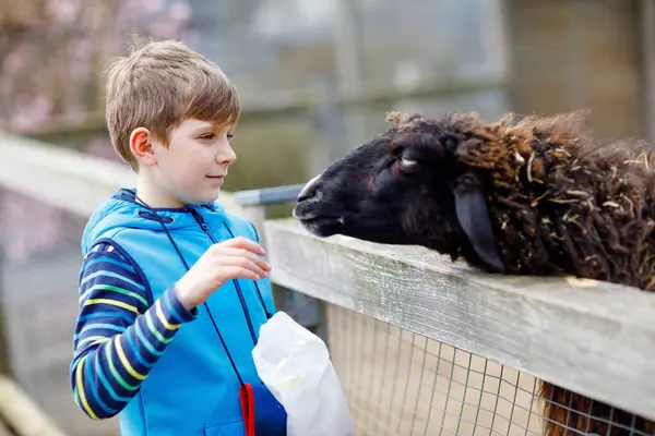 Chłopiec Szkoły Karmiący Małe Kozy Owce Farmie Dla Dzieci Piękne — Zdjęcie stockowe