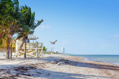 Beautiful Crandon Park Beach located in Key Biscayne in Miami, Florida, USA. Palms, white sand and security house. clipart