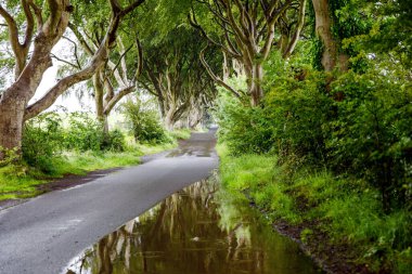 Bulutlu bir günde Kuzey İrlanda 'nın Antrim ilçesindeki muhteşem Karanlık Çitler. Bregagh Yolu boyunca Armoy ve Stranocum arasında kayın ağaçlarından oluşan bir cadde. Turistler olmadan boş yol.