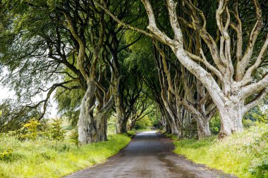 Bulutlu bir günde Kuzey İrlanda 'nın Antrim ilçesindeki muhteşem Karanlık Çitler. Bregagh Yolu boyunca Armoy ve Stranocum arasında kayın ağaçlarından oluşan bir cadde. Turistler olmadan boş yol.
