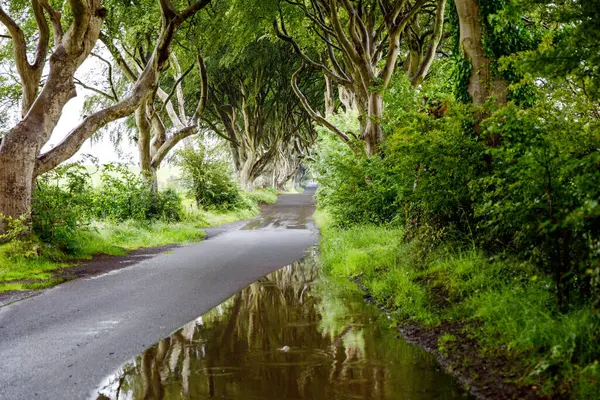 Spectacular Dark Hedges County Antrim Northern Ireland Cloudy Foggy Day — Stock Photo, Image