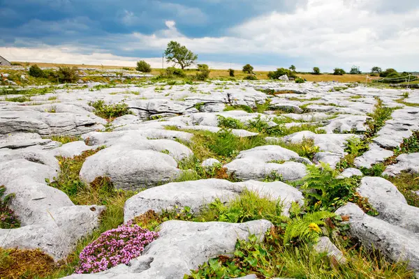 Burren National Park Ireland County Clare Rough Irish Nature Beautiful — Fotografia de Stock