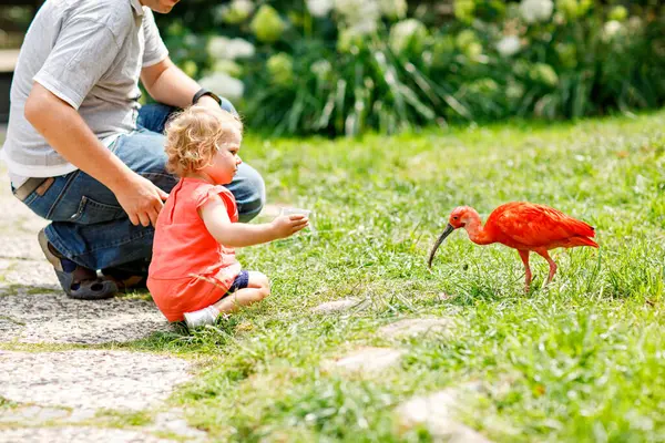 Linda Adorable Niña Papá Alimentando Pájaro Ibis Rojo Zoológico Jardín Imagen De Stock
