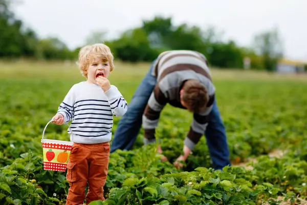 快乐的学龄前小男孩和父亲的家庭夏天在有机生物浆果农场采摘和吃草莓 在温暖的阳光灿烂的日子里 孩子和男人拿着成熟健康的草莓 免版税图库照片