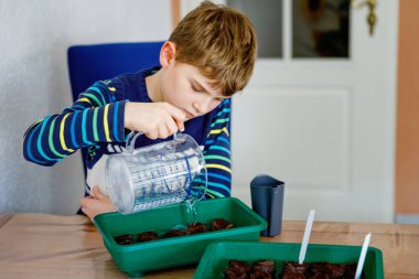 Çocuk eve sebze tohumu ekiyor. Kutularda toprağı sulayan ve organik serada domates tohumu eken mutlu küçük çocuk. Aile çiftçiliği ve çiftçiliği.