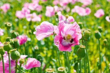 Gül mısır haşhaşı tarlası manzarası. Yaz otlağının manzarası çok güzel. Almanya