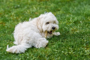 Çimlerin üzerinde oturan küçük, şirin bir köpek yavrusu. Yaygın arkaplan. Beyaz tüylü kürk.