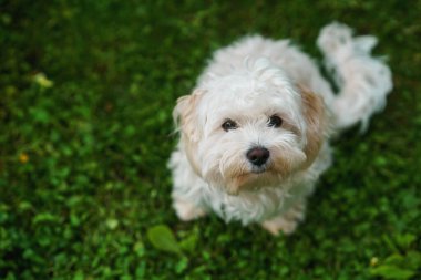 Çimlerin üzerinde oturan küçük, şirin bir köpek yavrusu. Yaygın arkaplan. Beyaz tüylü kürk.