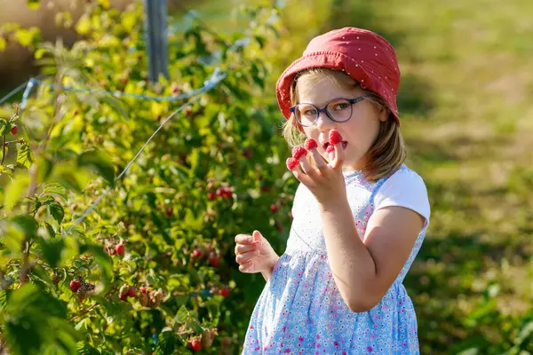Entzückendes Kleines Mädchen Isst Himbeeren Auf Dem Bio Beerenbauernhof Nettes Stockbild
