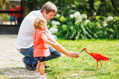 Şirin, tapılası bebek kız ve babam hayvanat bahçesinde ya da hayvanat bahçesinde Ibis kuşunu besliyor. Mutlu sağlıklı çocuk ve adam parkta hayvanlara yemek verirken eğleniyor. Yazın aile için aktif eğlence.