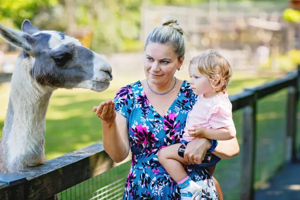 Adorable Linda Niña Madre Joven Alimentando Cabras Ovejas Una Granja Imagen de archivo