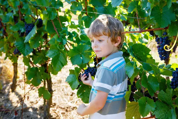 Gülümseyen mutlu sarışın çocuk, dedikodu üzümleri topluyor. Çocuk hasat için yardım ediyor. Almanya 'da Mosel ve Ren yakınlarındaki Amous Vineyard' da. Lezzetli kırmızı şarap yapmak. Alman Rheingau bölgesi