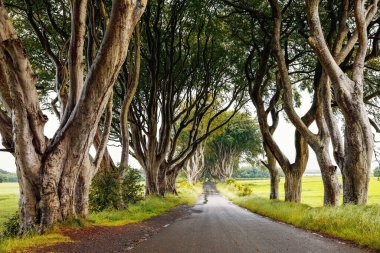 Bulutlu bir günde Kuzey İrlanda 'nın Antrim ilçesindeki muhteşem Karanlık Çitler. Bregagh Yolu boyunca Armoy ve Stranocum arasında kayın ağaçlarından oluşan bir cadde. Turistler olmadan boş yol.