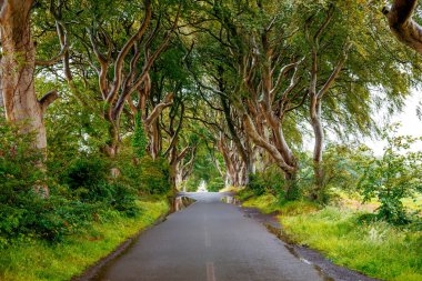 Bulutlu bir günde Kuzey İrlanda 'nın Antrim ilçesindeki muhteşem Karanlık Çitler. Bregagh Yolu boyunca Armoy ve Stranocum arasında kayın ağaçlarından oluşan bir cadde. Turistler olmadan boş yol.