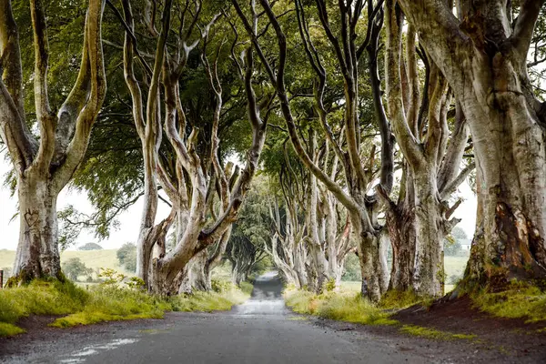 Spectacular Dark Hedges County Antrim Northern Ireland Cloudy Foggy Day Royalty Free Stock Images