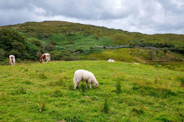 İrlanda manzarası. Büyülü İrlanda tepeleri. Bulutlu bir günde koyunların ve ineklerin olduğu yeşil ada. İrlanda 'daki Connemara Ulusal Parkı